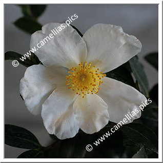 Camellia Sasanqua 'Briar'