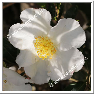 Camellia Sasanqua 'Briar'