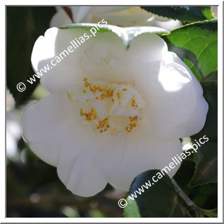 Camellia Japonica 'Bridesmaid'