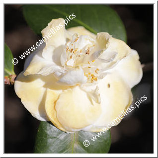 Camellia Japonica 'Bridesmaid'