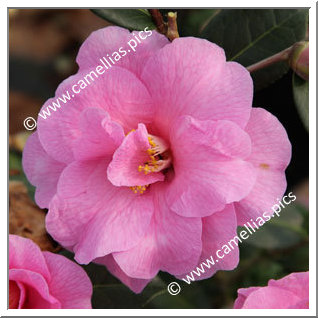 Camellia Hybrid C.x williamsii 'Brigadoon'