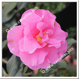 Camellia Hybride C.x williamsii 'Brigadoon'