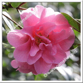 Camellia Hybrid C.x williamsii 'Brigadoon'