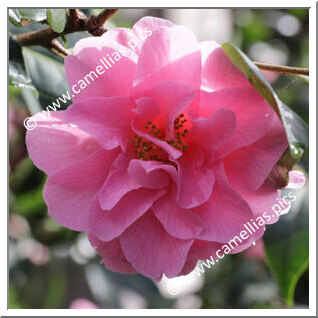 Camellia Hybrid C.x williamsii 'Brigadoon'