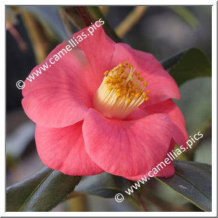 Camellia Hybride 'Bright Eyes'