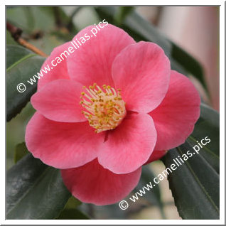 Camellia Hybride 'Bright Eyes'