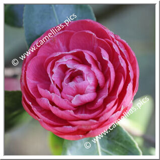 Camellia Japonica 'Brigida Rizzini'
