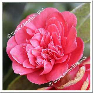 Camellia Japonica 'Bristoniana'