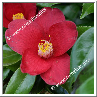 Camellia Japonica 'Brocéliande'