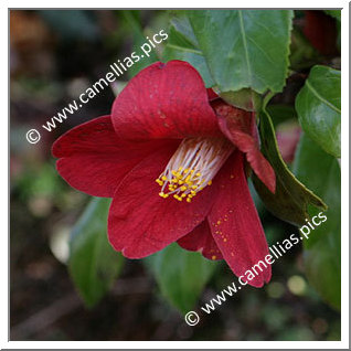 Camellia Japonica 'Brocéliande'