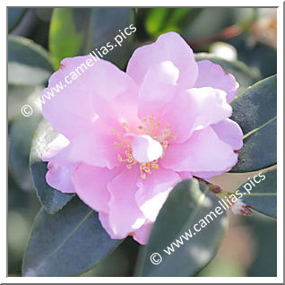 Camellia Sasanqua 'Brooksie Anderson'