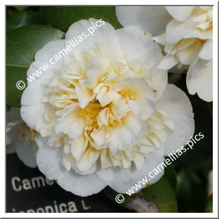 Camellia Japonica 'Brushfield's Yellow'