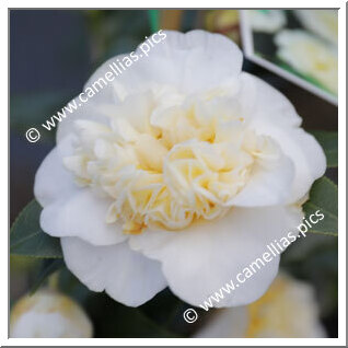 Camellia Japonica 'Brushfield's Yellow'