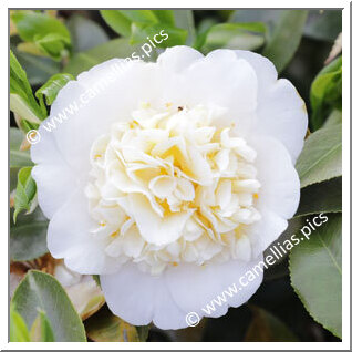 Camellia Japonica 'Brushfield's Yellow'