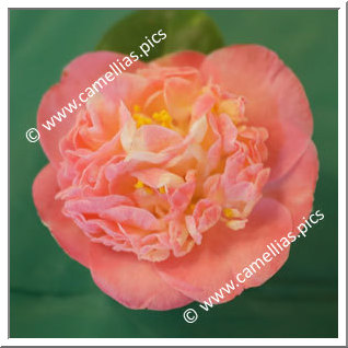 Camellia Japonica 'Bryanna Nicole'