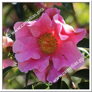 Camellia Hybrid C.reticulata  'Buddha'