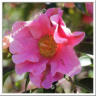 Camellia Hybride C.reticulata 'Buddha'