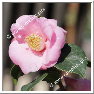 Camellia Hybrid 'Bunny Ears'