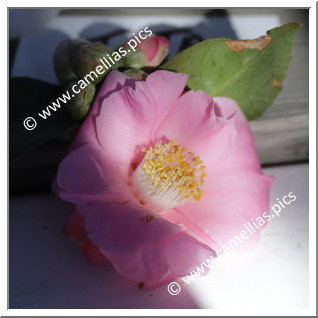 Camellia Hybride 'Bunny Ears'