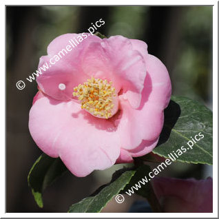 Camellia Hybride 'Bunny Ears'