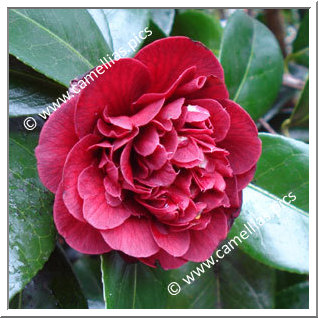 Camellia Japonica 'Burgundy Gem'