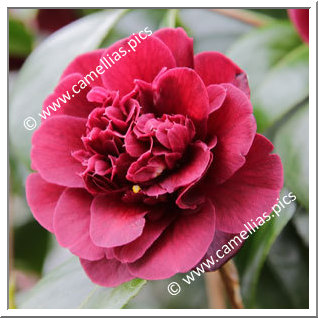 Camellia Japonica 'Burgundy Gem'