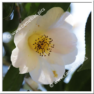 Camellia Hybride C.x williamsii 'Burncoose'