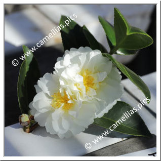 Camellia Hybride 'Buttermint'