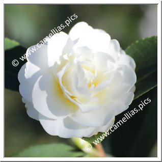 Camellia Hybrid 'Buttermint'