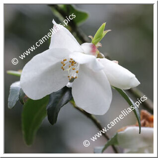 Camellia Species 'C. buxifolia'