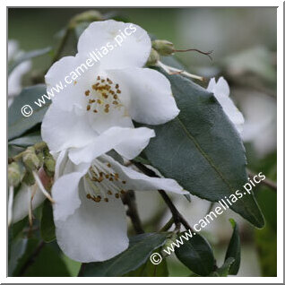 Camellia Species C. buxifolia