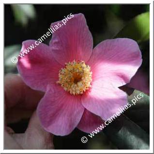 Camellia Hybrid C.x williamsii 'C.F. Coates'