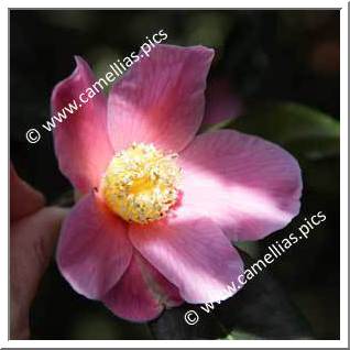 Camellia Hybrid C.x williamsii 'C.F. Coates'