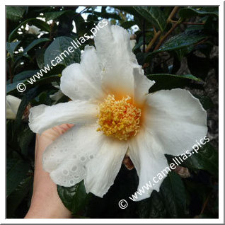 Camellia Botanique 'C. granthamiana'