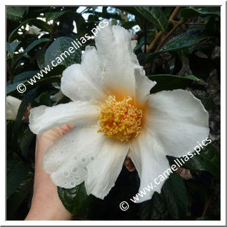 Camellia Botanique C. granthamiana