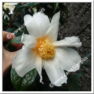 Camellia Species 'C. granthamiana'