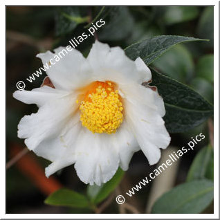 Camellia Botanique 'C. granthamiana'