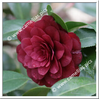 Camellia Japonica 'C.H. Hovey '