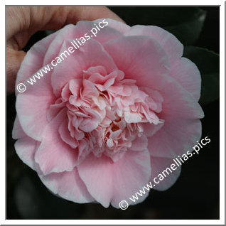 Camellia Japonica 'C.M. Wilson'