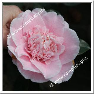 Camellia Japonica 'C.M. Wilson'