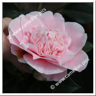 Camellia Japonica 'C.M. Wilson'