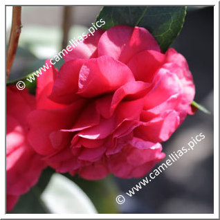 Camellia Japonica 'Cabernet'