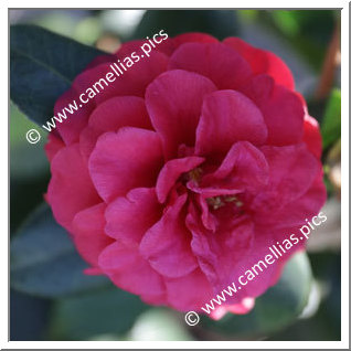 Camellia Japonica 'Cabernet'