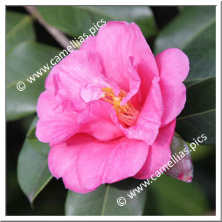 Camellia Hybride C.x williamsii 'Caerhays'