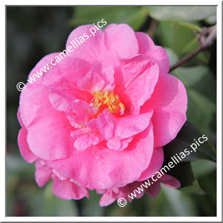 Camellia Hybride C.x williamsii 'Caerhays'