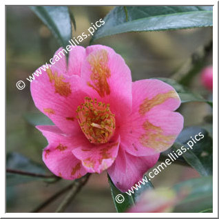 Camellia Hybrid C.x williamsii 'Caerhays' Best'