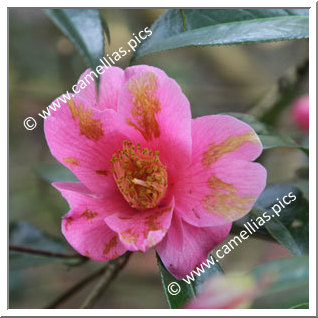 Camellia Hybride C.x williamsii 'Caerhays' Best'