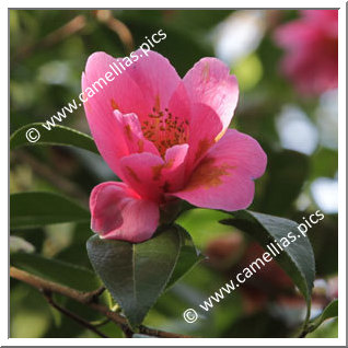 Camellia Hybride C.x williamsii 'Caerhays' Best'