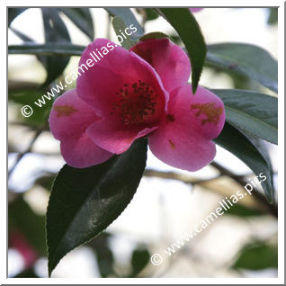 Camellia Hybride C.x williamsii 'Caerhays' Best'