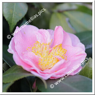 Camellia Japonica 'California'